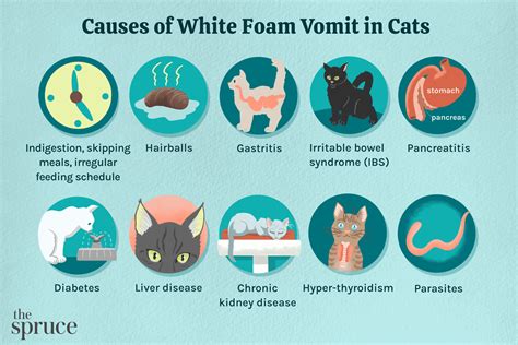  Vomiting can also be a sign that your cat or dog has diabetes