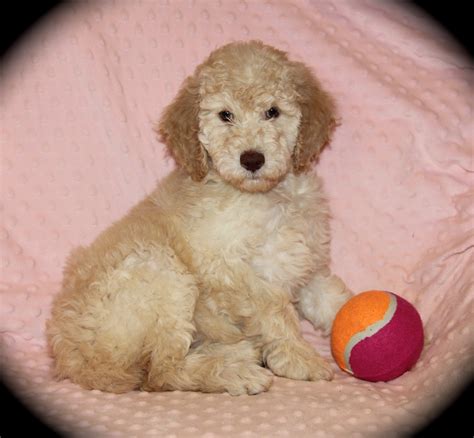  Waiting lists are open! We look forward to hearing from you! Poodle Breeders In Texas! Dog Breed: Poodle: I have a beautiful solid black standard poodle female looking for a new home