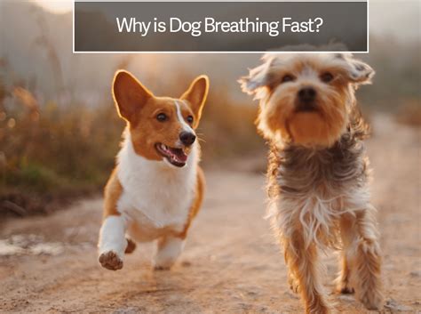  Wake them up — Gently stir your dog awake to see if the rapid breathing was just a symptom of a dream