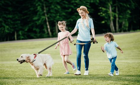  Walks around the park can help, but always keep your pup on a leash
