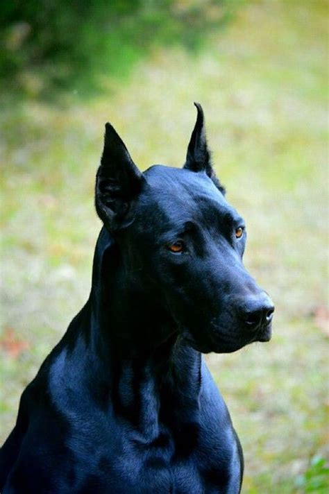  Wanna see more Doberman mixes? Check out 15 of our favorites here! You may just want to consider the Dalmador