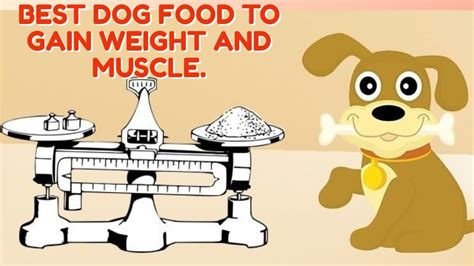  Want to pack some weight on him safely then this is the recipes we use to put weight on our dogs