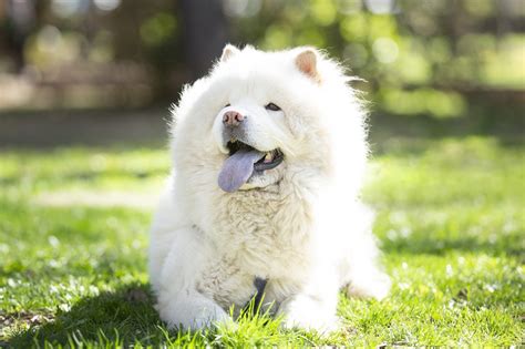  Was this page helpful? Life Span Did You Know? These large, fluffy dogs are known for their non-shedding coats and lovable personalities