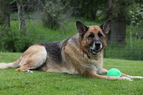  Watch for Health Issues All German Shepherds are prone to certain health conditions, including hip and elbow dysplasia, bloat, and degenerative myelopathy