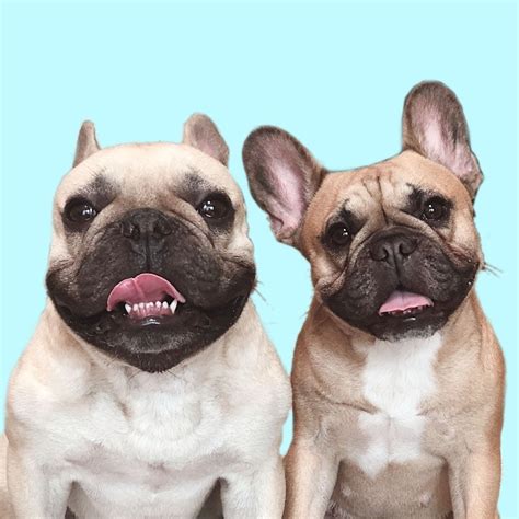  Watch the latest videos about griffinfrenchie on TikTok