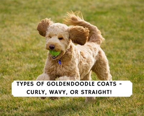  Wavy curly coats do require a little more grooming as compared to straight, but many, straight coats shed more