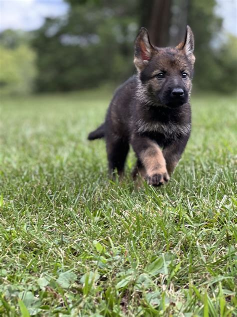  We Thoroughly Vet all applicants Bluegrass Country German Shepherds does a full background check on all potential Puppy Parents to make sure they will be a good fit with our pups