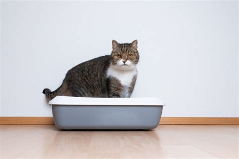  We all know cats are typically the fur family members to use a litter box