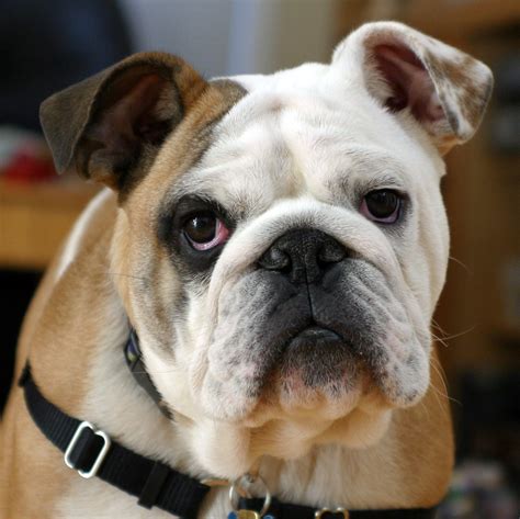  We already mentioned that your typical English bulldog grows to be about 40 or 50 pounds