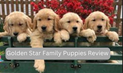  We also daily reward our puppies with treats for their good behavior! Here at Golden Star Family Puppies, most puppies are raised at our family home with the help of our immediate family