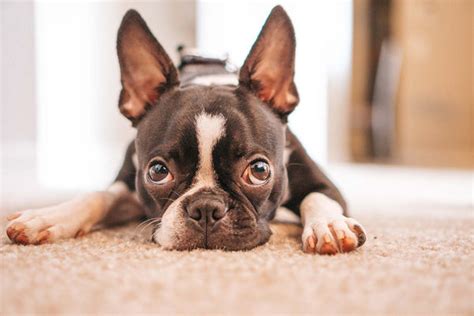  We also know plenty of the standard color Frenchies who suffer from skin conditions and allergies
