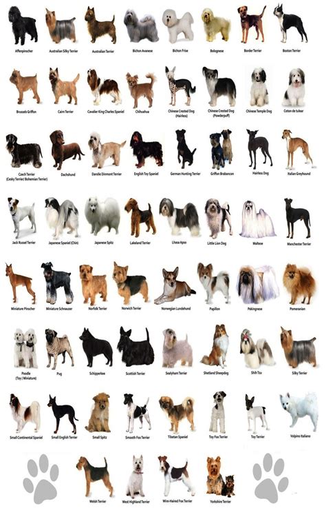  We also provide over 50 different dog breeds! All puppies are wormed and UTD on shots
