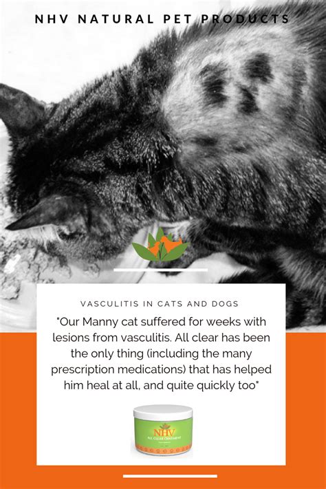  We always recommend a tincture and salve to help both internally and externally for your pet