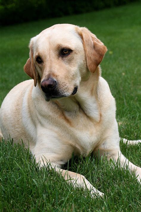  We always strive to have the best breed of English Labrador Retrievers dogs you can find