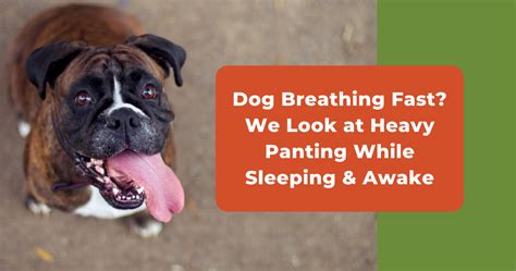  We and dogs will breathe a lot quicker during REM sleep, and this often manifests itself with short and quick breaths through the nose
