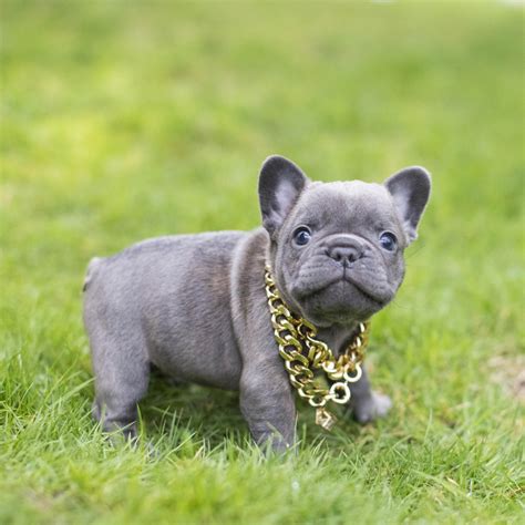  We are BBF, home of quality elite french bulldogs of all colors! We LOVE this breed and have been breeding frenchies for many years