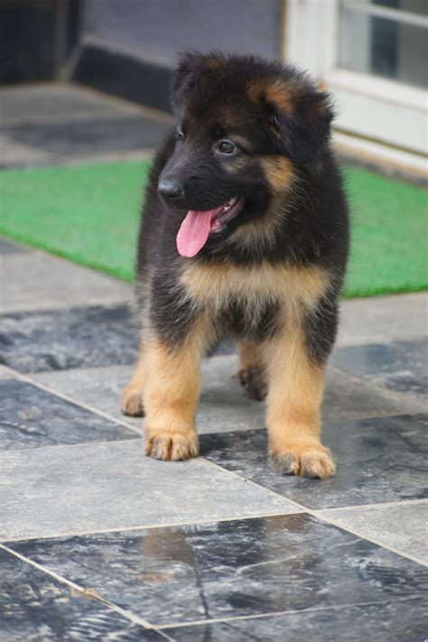  We are On purchasing our German Shepherd puppies for sale in Pune, you get a beautiful beast that is athletic, playful, sweet and
