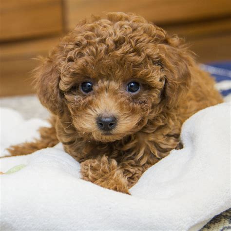  We are a community of standard, toy, and miniature Poodle breeders Florida that strictly follow ethical breeding practices