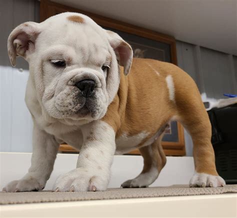  We are a family breeder, All of our bulldogs live inside our home and our loved as family pets