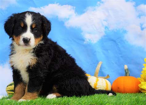  We are a family farm offering quality and especially gorgeous Bernese Mountain Dogs in southwestern Ohio