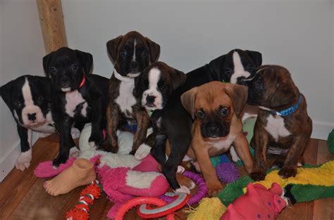  We are a family owned operation that breeds champion bloodline AKC Boxer puppies