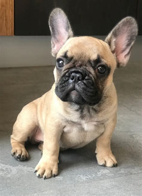  We are a small breeder of the fabulous French Bulldog located in North Carolina