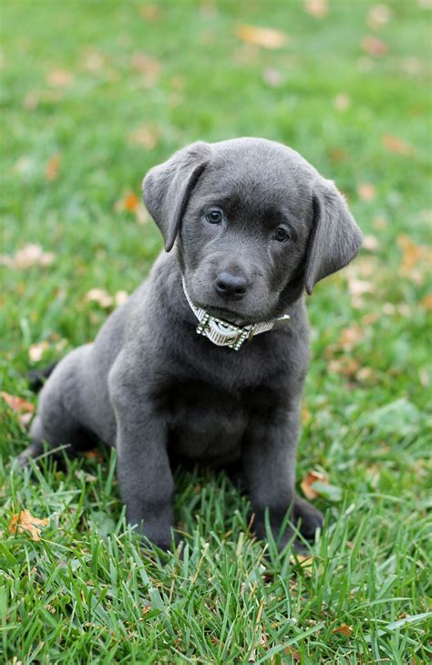  We are a small family operated breeder near Eaton, Ohio that specializes in beautiful looking Labrador Retrievers
