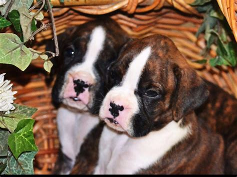  We are a small home breeder, with great champion bloodline boxers