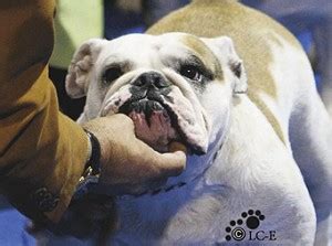  We are blind to many of the breed priorities that distract other breeders from improving the health of the English Bulldog