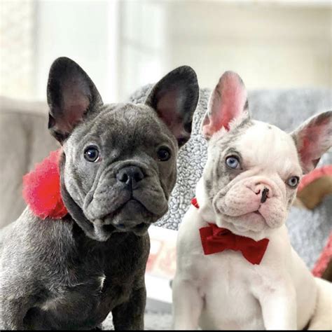  We are dedicated to breeding healthy, happy, top-quality Frenchies in a variety of coat colors and patterns