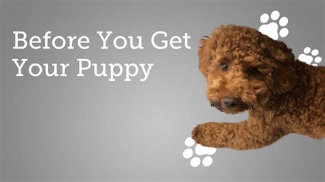  We are experts in helping you find your perfect addition to your family and getting your puppy to you safely and …