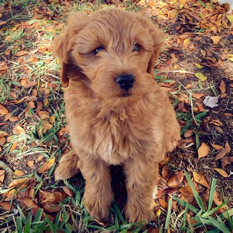  We are extremely happy with our new family member, and highly recommend this breeder and breed! Looking for a new puppy and came across this newer breed