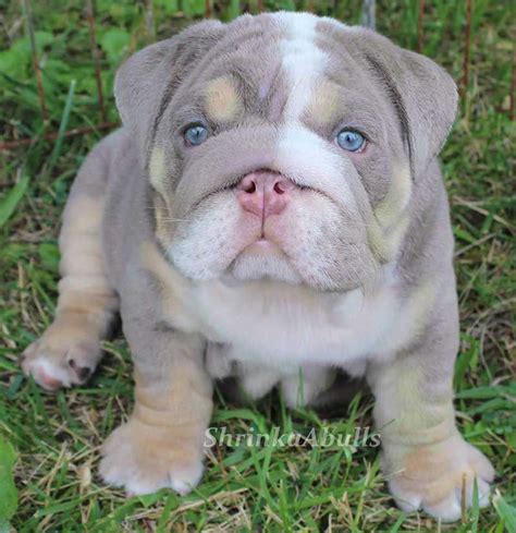  We are home to some of the most beautiful English Bulldog puppies for sale , AKC English bulldogs, and lilac bulldogs for sale