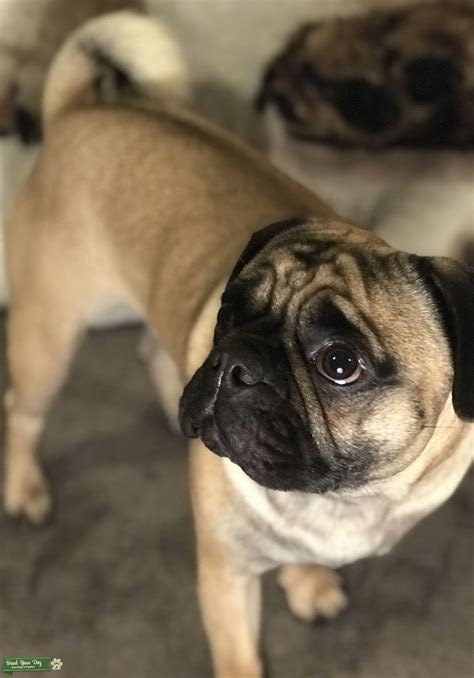  We are in need of rehoming our lovely pure bred pug puppy