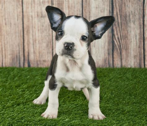  We are just beginning our breeding program of crossing the French Bulldog with the Boston Terrier