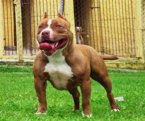  We are passionate lovers of the Pitbull dog breed with 8 years experience and specialty in producing Pitbull puppies with amazing quality, health, structure, charisma, and temperament