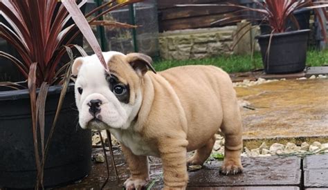  We are pleased to share our love of Bulldogs with you