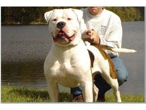  We are premier bulldog breeders in Minnesota and Wisconsin
