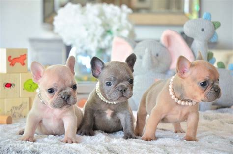  We are proud that all of our Frenchie puppies for sale are raised in our home with our children, under foot