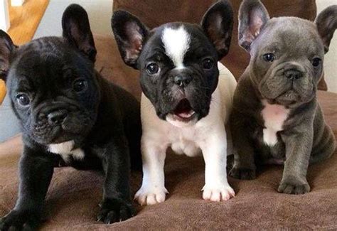  We are proudly offering a gorgeous litter of CKC French bulldogs! Like any stereotype, this is certainly not unequivocally true, but it does point to the pride the French have about the p
