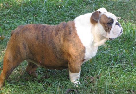 We are recognized as one of the top reputable english bulldog breeders in the country
