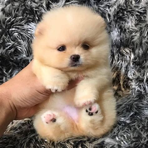  We are selling the Pomeranian Puppies, Teddy Bear Pomeranian, Teacup Pomeranian, These Pomeranian puppies for sale in Syracuse are available at an affordable price, but we don