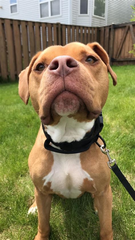  We are so grateful to be on this path them!! I was searching for a dog trainer for my adopted 2-year-old Pitbull, and I am brand new to Asheville