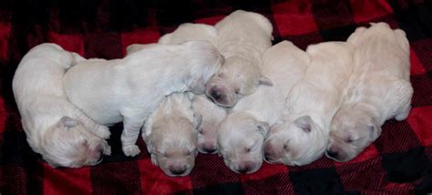  We are taking deposits now to reserve puppies