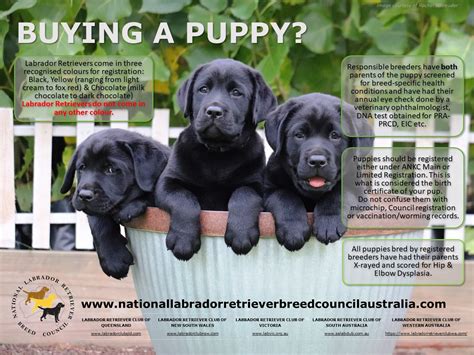  We are top rated by our puppy buyers on Facebook as well