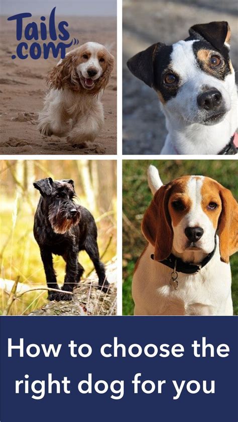  We are unable to personally verify the breed heritage of the pooches shown here — instead, we must simply trust that owners are truthfully describing their dogs with they share photos of their mixed breed canines