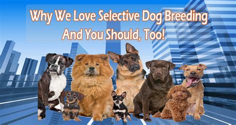  We are very selective in our dogs that we use for breeding