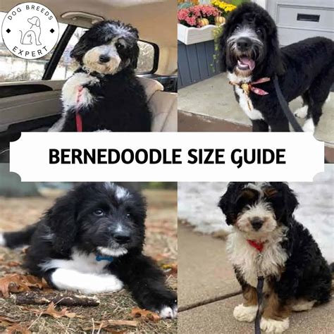 We at Bernedoodles understand that these puppies will be a big part of your family and need the best care possible