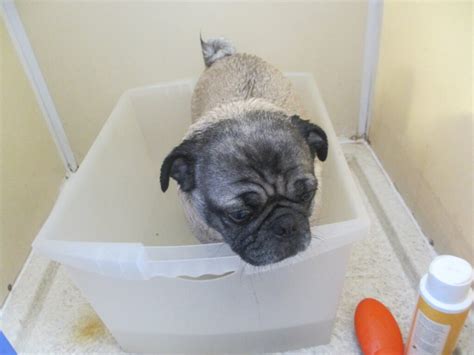  We bathed our pugs monthly, just before we gave their flea medication