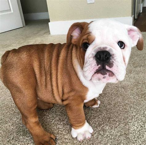  We believe a full personality along with a little stubbornness is the true North star of the bulldog breed and is what makes the unique among other breeds
